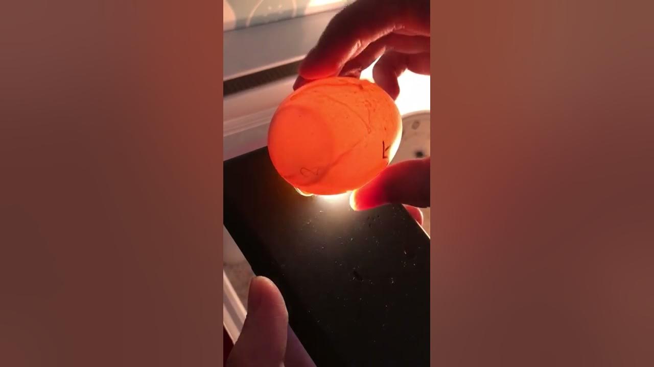 Candling Duck Eggs on Day 25 YouTube