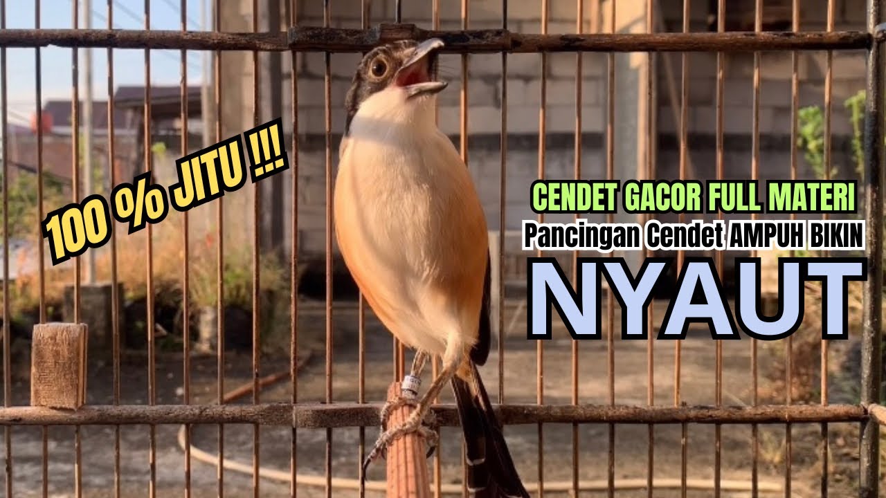burung cendet gacor EMOSI TEMBAKAN MEWAH buat PANCINGAN CENDET AGAR BUNYI bikin BURUNG PENTET GACOR