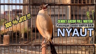 Download Lagu burung cendet gacor EMOSI TEMBAKAN MEWAH buat PANCINGAN CENDET AGAR BUNYI bikin BURUNG PENTET GACOR MP3 Download Lagu burung cendet gacor EMOSI TEMBAKAN MEWAH buat PANCINGAN CENDET AGAR BUNYI bikin BURUNG PENTET GACOR MP3