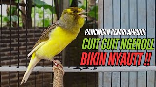 SUARA Kenari GACOR PANJANG Pancingan & masteran Kenari Paud AGAR gacor AMPUH Kenari MACET bunyii