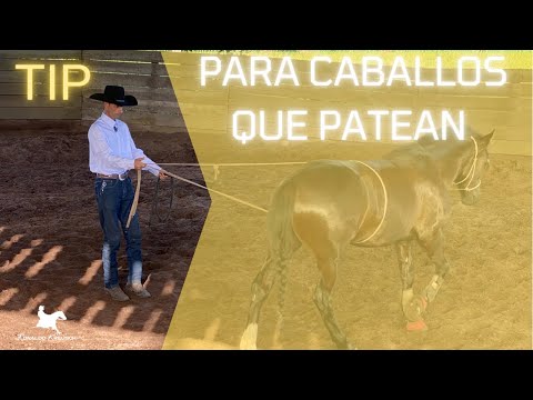 Ejercicios para caballos