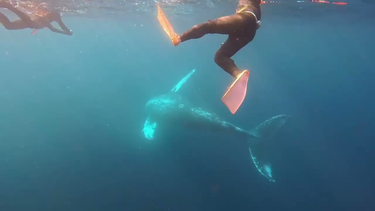 クジラと泳ぐ夢が叶った🐳最高のホエールスイム！#scubadiving #沖縄 #whale #saikooooo!!!