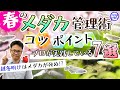 春のメダカ管理術とコツ7選！屋外飼育・室内飼育で気を付けたいこととは！