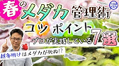 メダカ 金魚 熱帯魚のトリートメント方法とは 水槽に入れる前の処置4つ紹介 Youtube メダカ 金魚 熱帯魚のトリートメント方法とは 水槽に入れる前の処置4つ紹介 Youtube