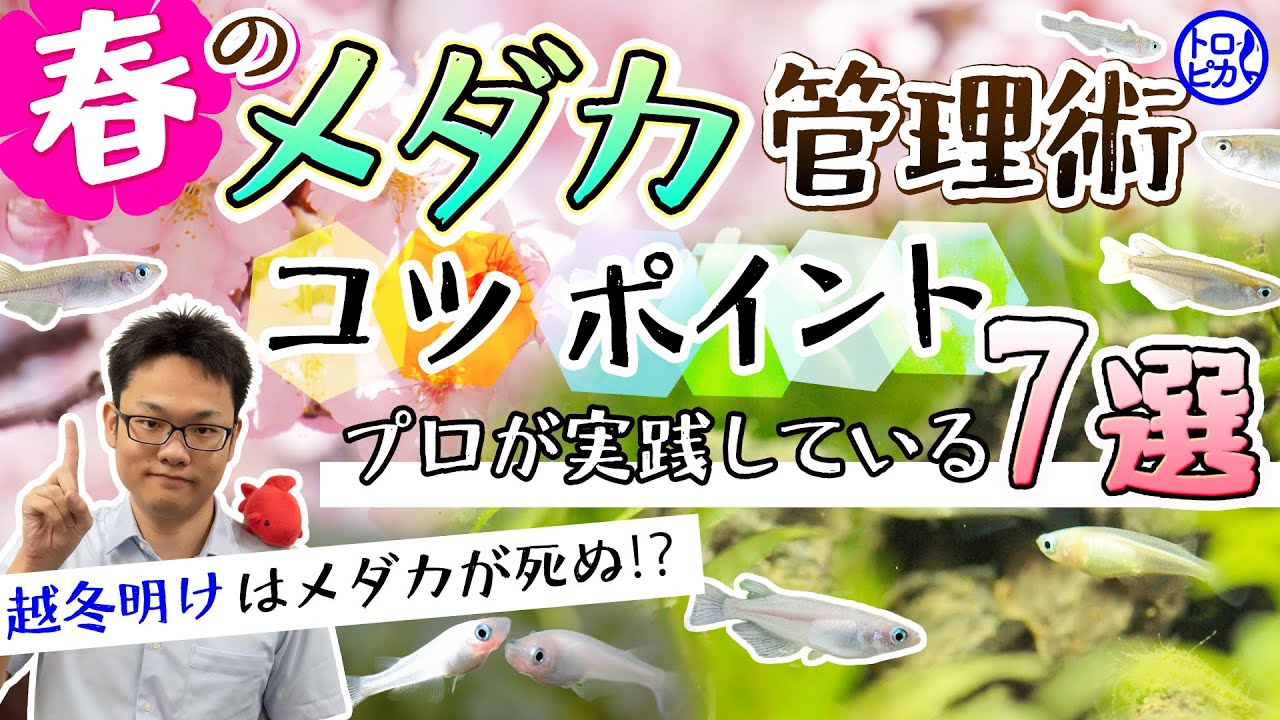 春のメダカ管理術とコツ7選 屋外飼育 室内飼育で気を付けたいこととは Youtube