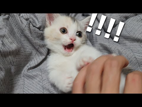 The <strong>Reason</strong> a Baby Cat Bites <strong>me</strong> and Attacks <strong>me</strong>!😨😨😨