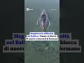 Megattera in difficoltà nel Baltico, Timmy si blocca di nuovo: i soccorsi si fermano
