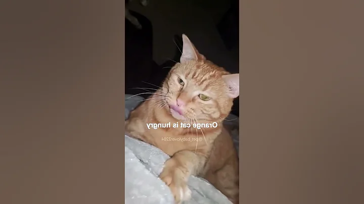 Watch the video about #cats #funny #funnycat #catlover #funnycats #catmeowing #pets #funnyanimals #funnypets