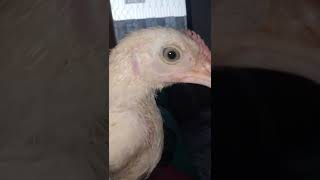 Talking Chick | Aisa choza jo baat krta ha😧😮😮 screenshot 5