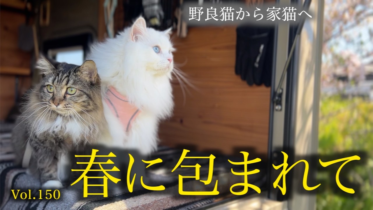 家のにゃん MYZOO JAPAN - MYZOO JAPAN added a new photo.