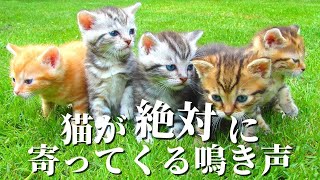 【かわいい】猫が絶対に寄ってくる音・鳴き声【videos for cats】