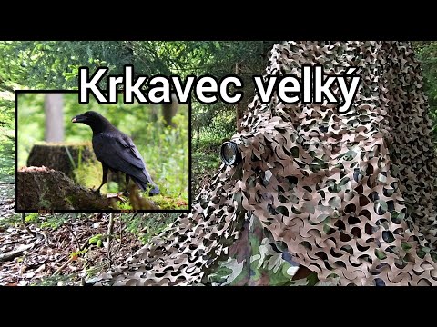 Krkavec velký (Corvus corax)