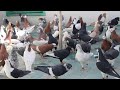 Rangeen kabotar bazi quetta pakistan 2022  quetta rangeen kabotar  fancy pigeons quetta pakistan