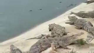 Duck narrowly escapes becoming a Crocodile'e meal