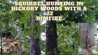 Identifying Hickories for Squirrel Hunting