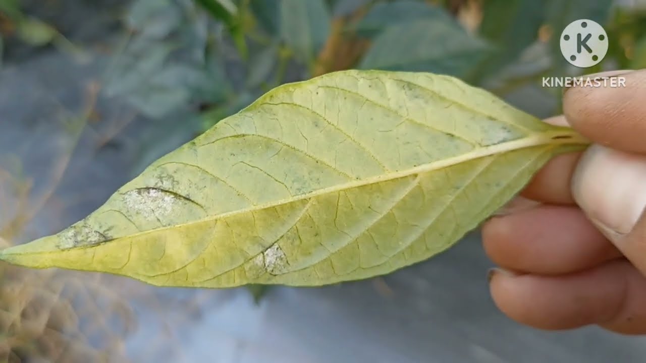 Ớt Bị Bệnh Phấn Trắng_ Tập 1 || Dõm Ba Bi #50