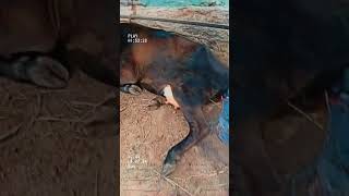 #trending #viral #viralshort #villagelifestyle #cow #borncreator 🐄🥰👌