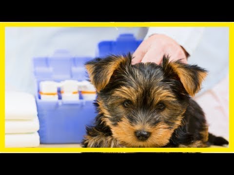 Video: Das Fell Des Yorkshire Terriers Gesund Halten