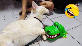 Funniest Cats and Dogs Videos 2026😼🐶Try Not To Laugh😜