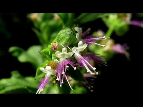 Video: Cura delle piante di Patchouli - Suggerimenti per la coltivazione di piante di Patchouli