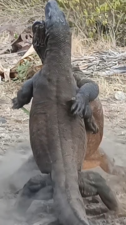 komodo dragons fighting - YouTube