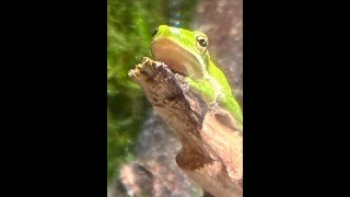 Rescued tree frog tadpoles, becoming frogs!