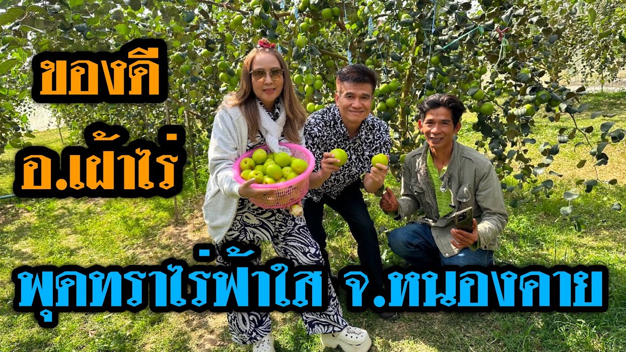 พุดทราไร่ฟ้าใส อ.เฝ้าไร่ จ.หนองคาย