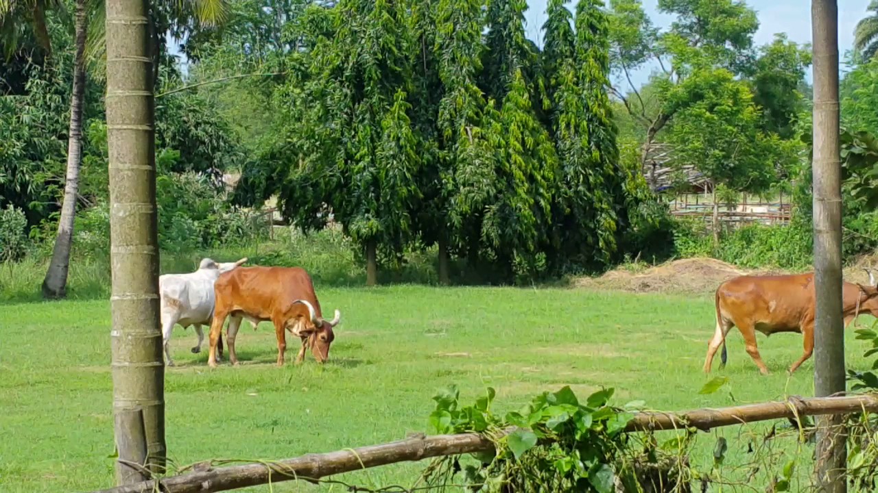 Mayapur Goshala Bulls Grazing