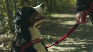 EzyDog Zero Shock Leash Overview