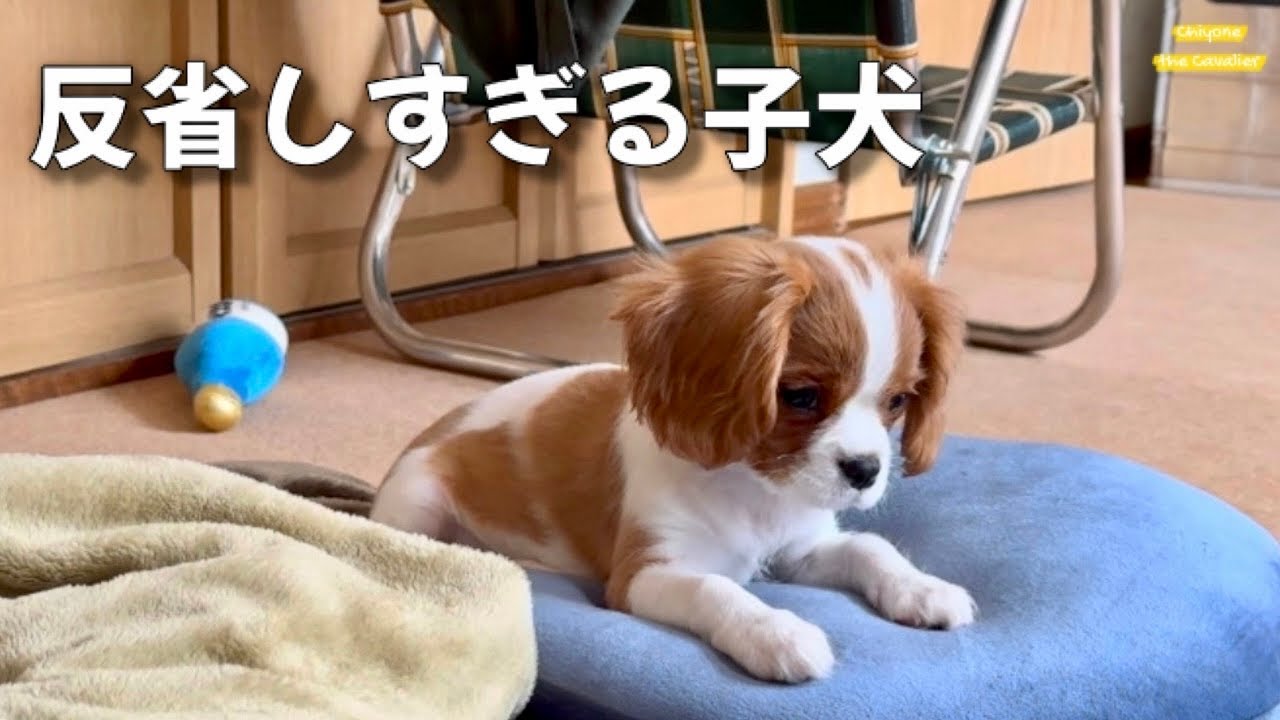 叱ってもないのに申し訳なくなるくらい反省してしまう子犬 / 回顧録 #19【北海道暮らし キャバリア】