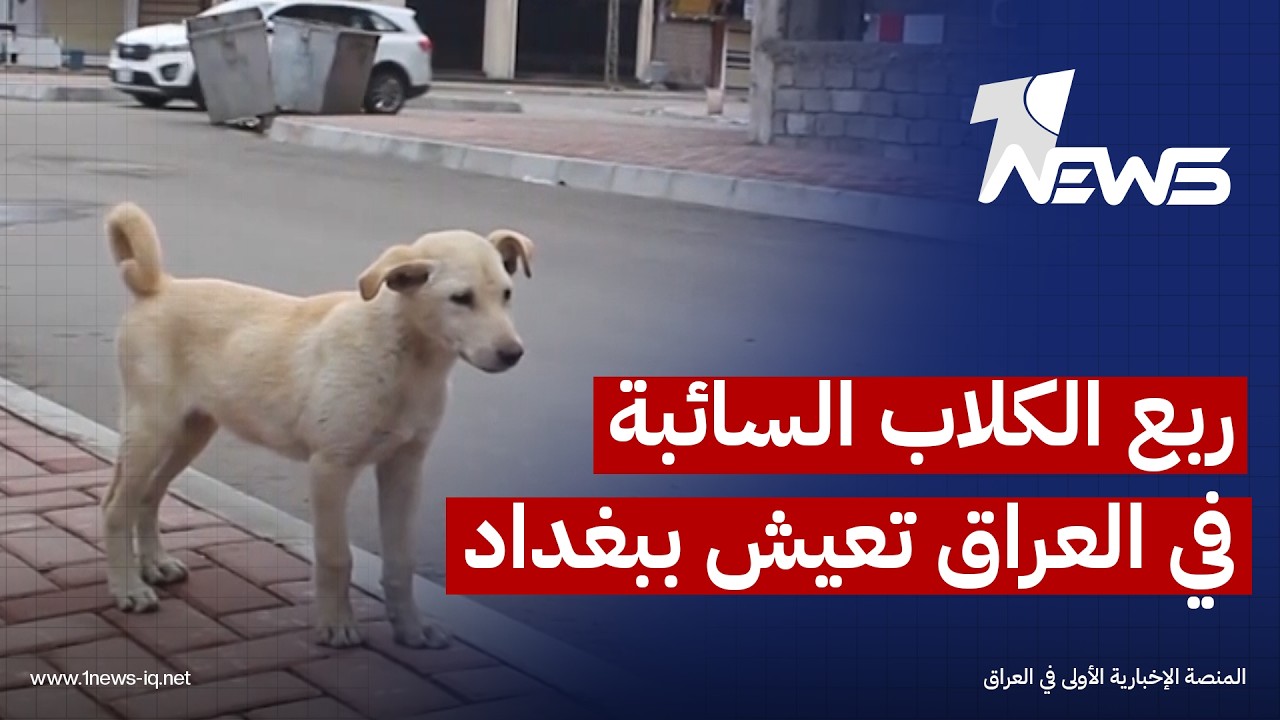 ربع الكلاب السائبة في العراق تعيش ببغداد وهجماتها تقلق الأطفال والنساء وكبار السن