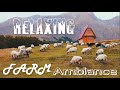 Relaxing farm animal sounds  farm ambience domestic animals  calming farm background