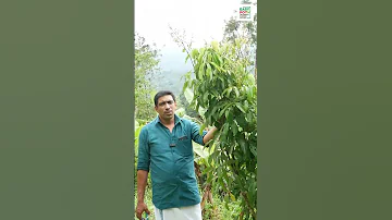 Pruned Litchi In Bloom Shortsvideo Nature June1 Kerala Gardeningsupplies Gardeningtool 