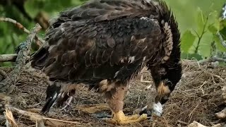 Decorah Eagles. DH2 self-feeding fish! - explore.org 05-21-2023