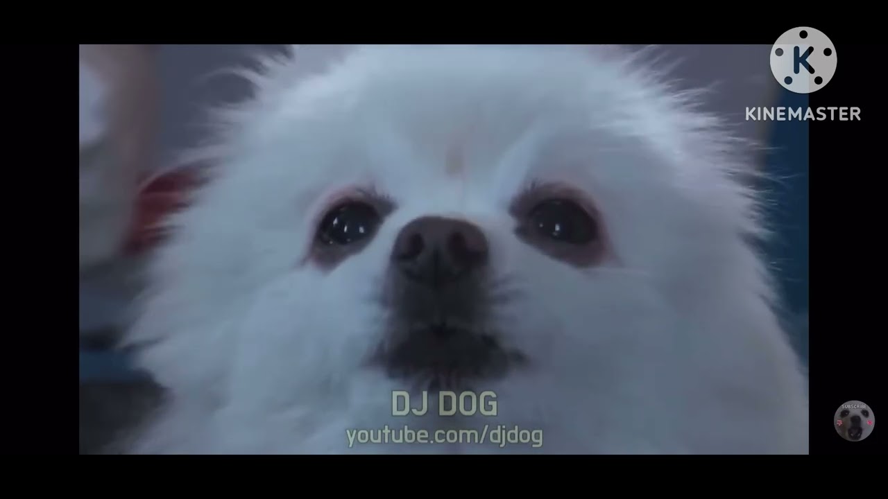 Dog rave (8 minutes 24 sec 