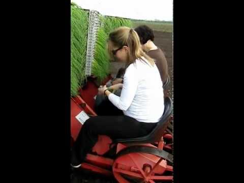 CropShare volunteers onion planting on tractor