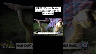 VIDEO: 'Python Cowboy' catches python with his bare hand