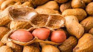 Peanut Allergies