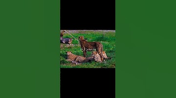سورة الأحزاب بصوت القارئ ياسر الدوسري تلاوة خاشعه 🎧❤️