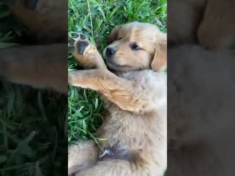 Best of Funny Animal Videos 2023 #Reels #Shorts #viral #video #trend #