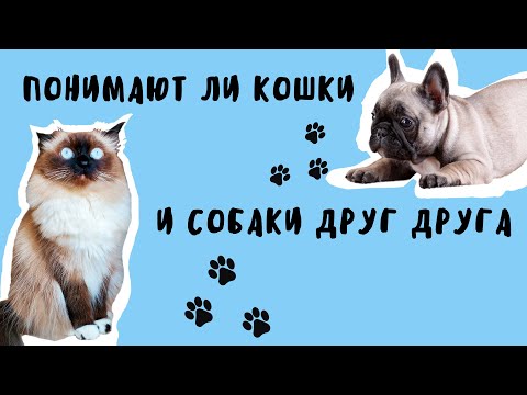 Понимают ли кошки