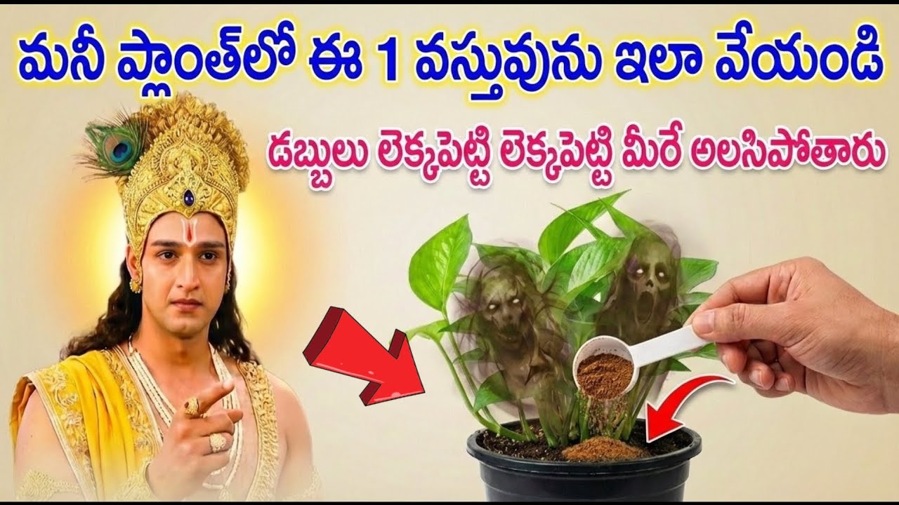మనీ ప్లాంట్‌లో ఈ ఒక సాధారణ వస్తువు పెట్టండి | లక్ష్మీ కటాక్షం & పాజిటివ్ ఎనర్జీ రహస్యం
