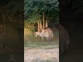 HOTBOYTURK Caught A Dear Having Sex With A Donkey HOTBOYTURK Caught A Dear Having Sex With A Donkey