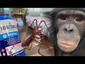 Как избавиться от тараканов с помощью ОГНЯ! | Дан Запашный и новый анбоксинг от обезьяны Бони