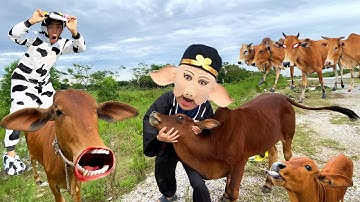 con bò - nhạc con bò - con bò ăn cỏ - nhạc chế con bò vui nhộn - đi chăn bò cầm cây roi thật to