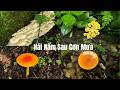 Hái Nấm Sau Mưa 🌧️🍄 Gặp Cả “Kho Báu” Nấm Rừng | Nấm Sò Vàng, Nấm Đầu Khỉ, Nấm Trứng Ngỗng #mushroom