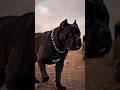 Cane Corso Dog ki Taqat Uske Attitude Me Dikhti Hai 💪🐶 | Powerful Guardian Dog