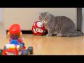 猫とマリオカートした
