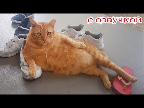 Приколы с котами! С ОЗВУЧКОЙ! СМЕШНЫЕ КОТЫ 2024! Самые смешные животные - Я РЖАЛ ДО СЛЁЗ!