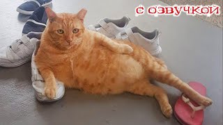 Приколы с котами! С ОЗВУЧКОЙ! СМЕШНЫЕ КОТЫ 2024! Самые смешные животные - Я РЖАЛ ДО СЛЁЗ!